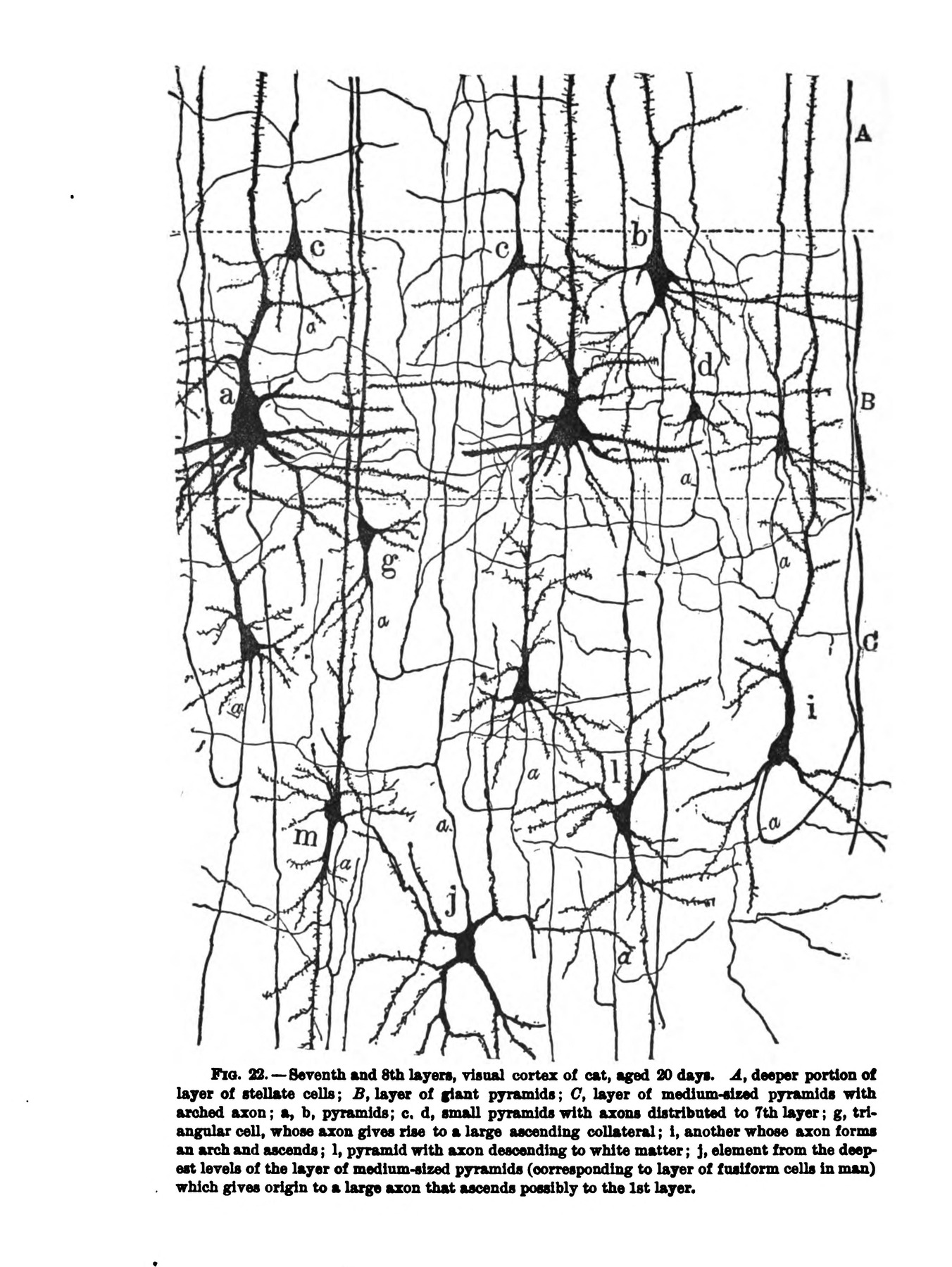Cajal's 1899 drawing shows stellate and pyramidal cells in the visual cortex of a twenty-day-old cat.