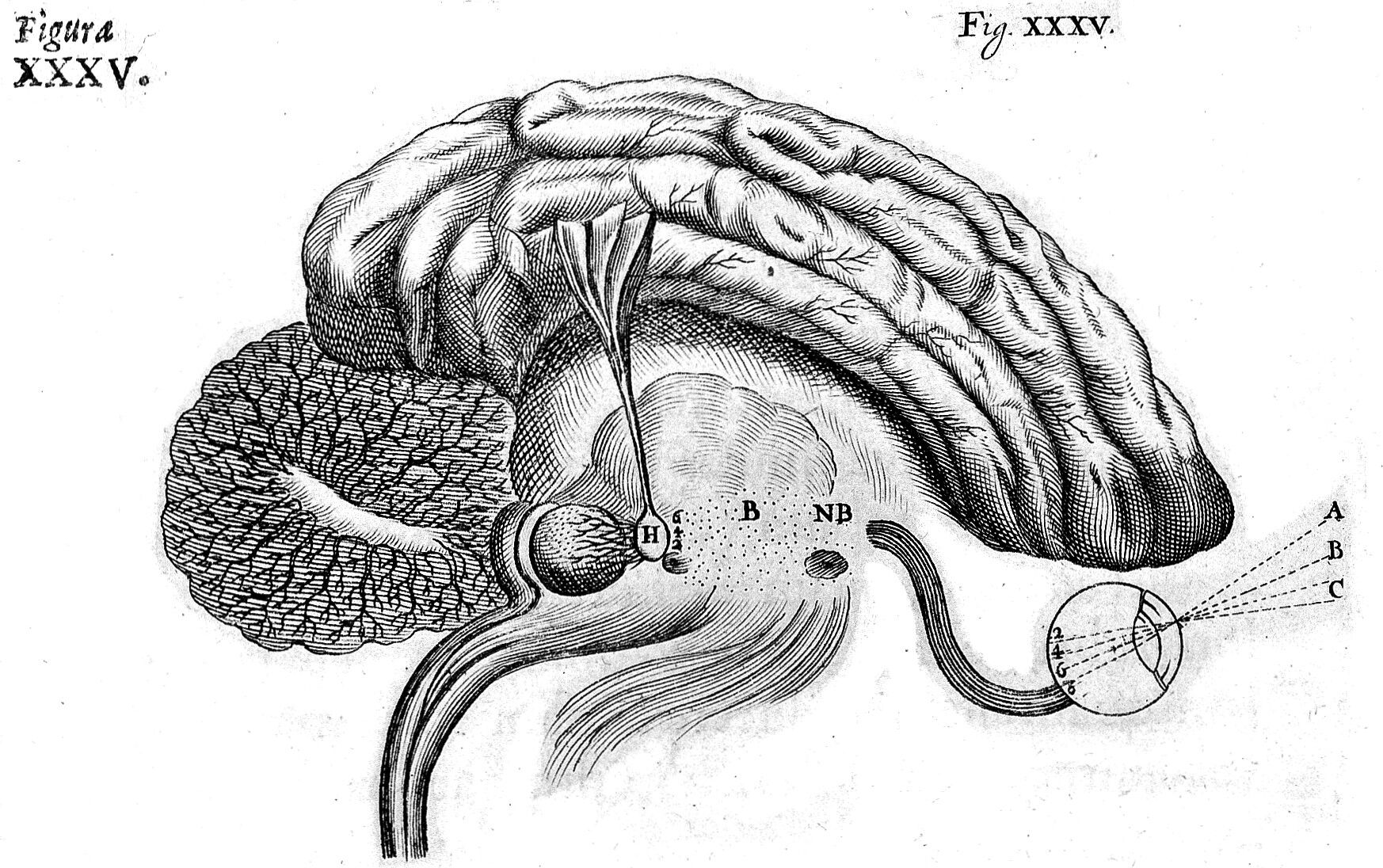 A seventeenth-century cutaway drawing of the brain routes signals from the eye toward a small central gland marked H.
